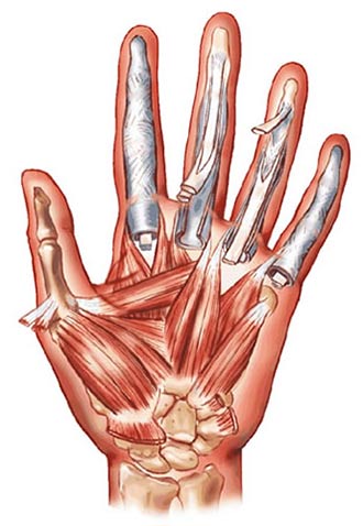 bones and muscles in the hands