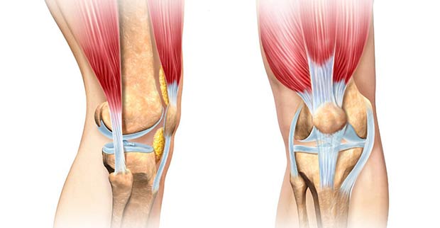 The anatomy of the knee